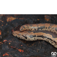 خانواده مارهای بوآ Erycidae